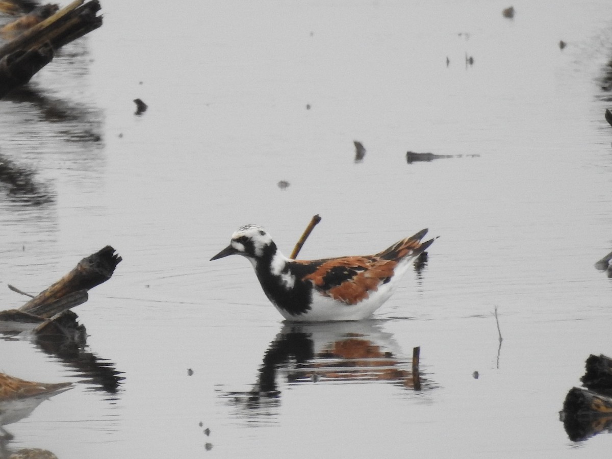 Ruddy Turnstone - Connor Langan