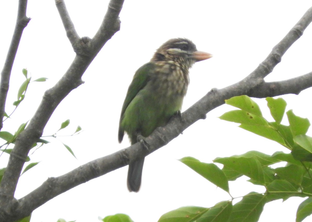 White-cheeked Barbet - Manju Sinha