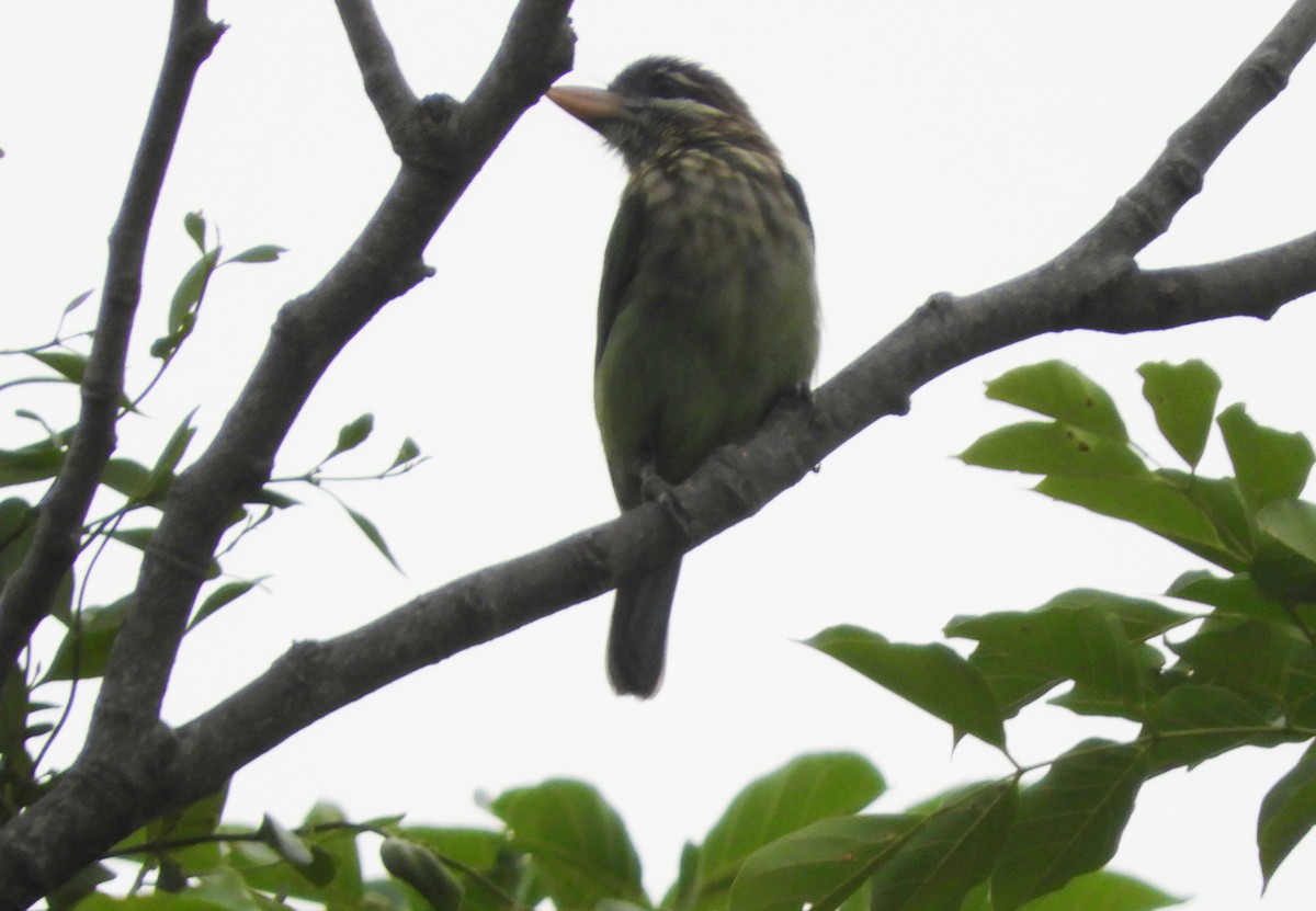 White-cheeked Barbet - Manju Sinha