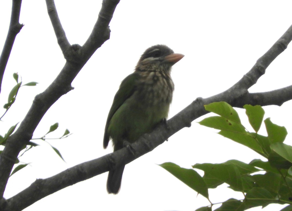 White-cheeked Barbet - Manju Sinha