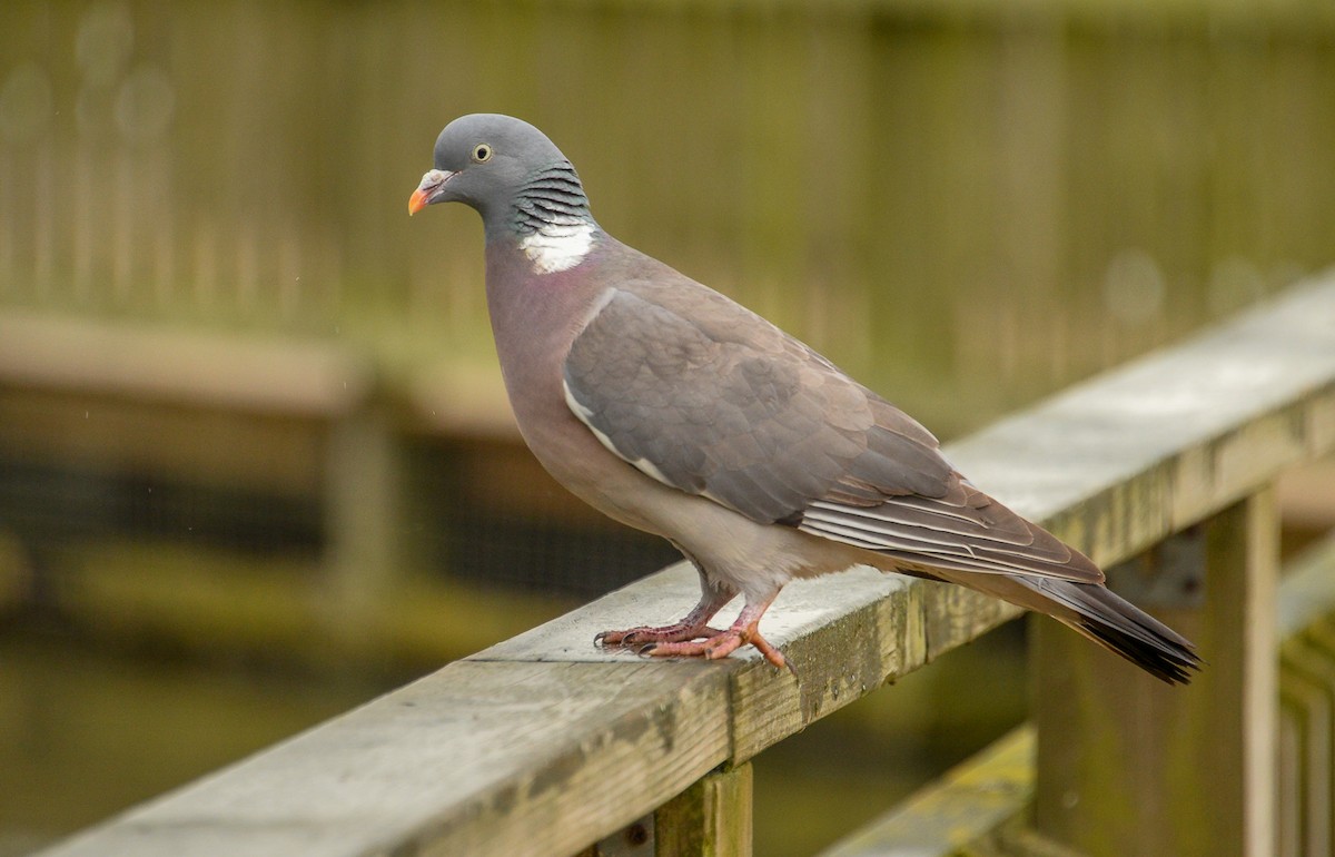Common Wood-Pigeon - Theo de Clermont