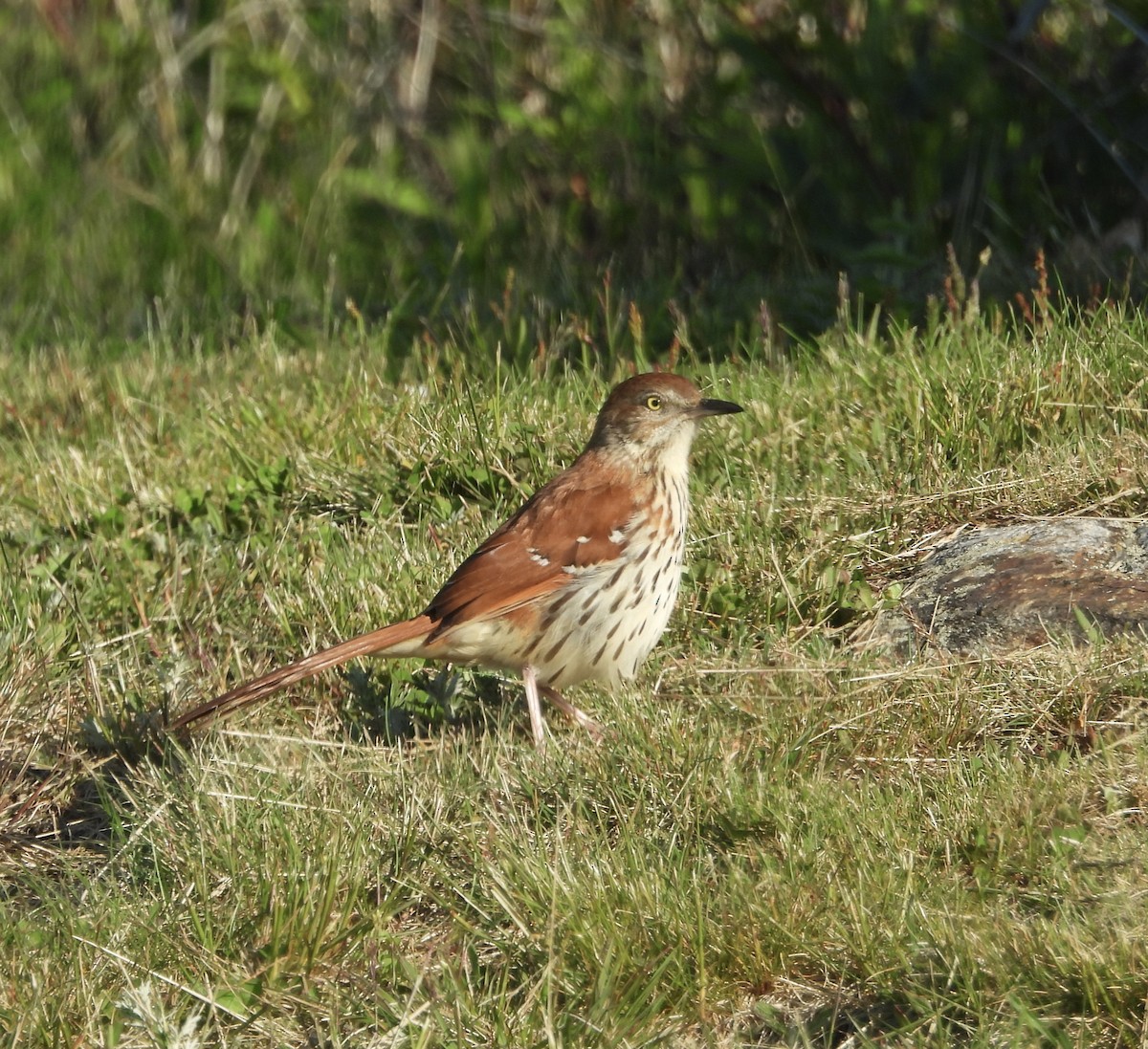 Brown Thrasher - Stacey Huth