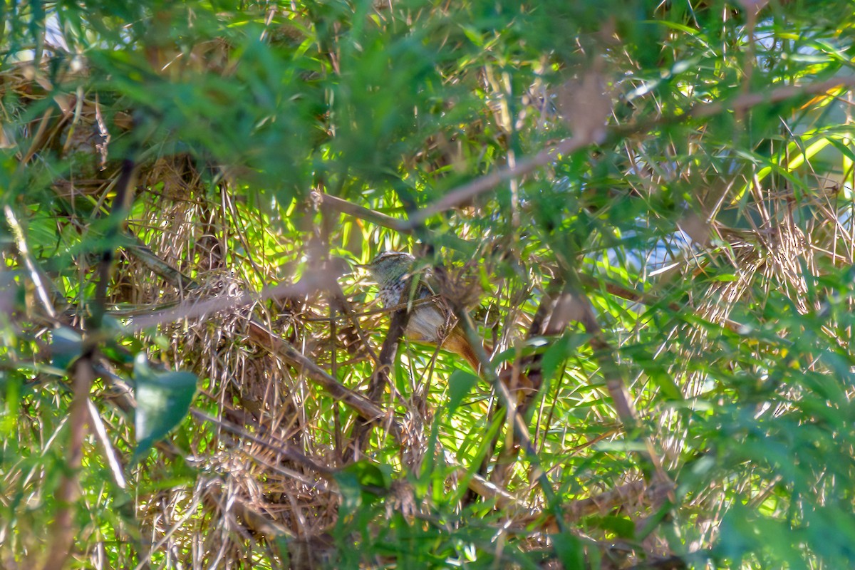 Rufous-tailed Antbird - ML619347373