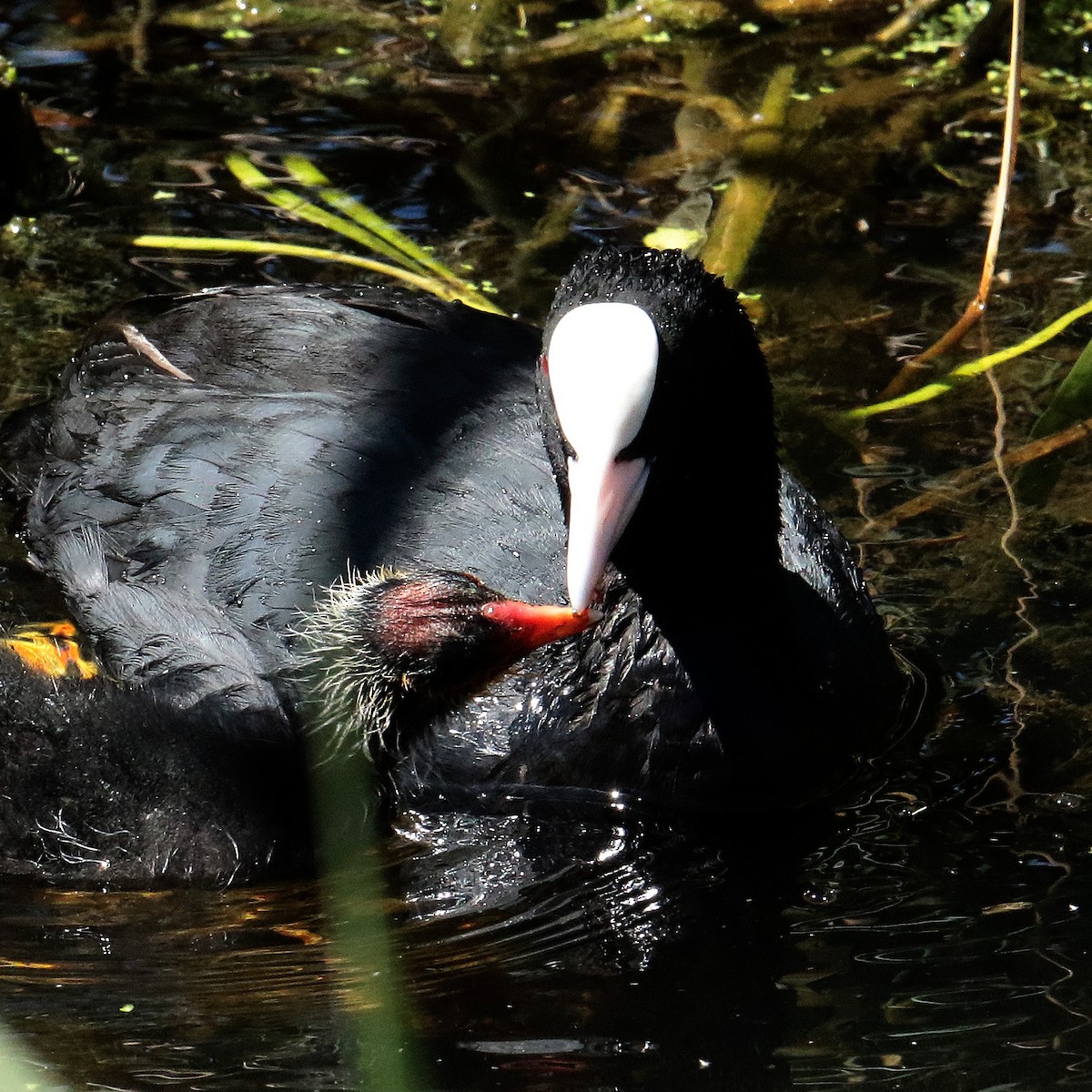 Eurasian Coot - Antonio Fernández-Caro Gómez