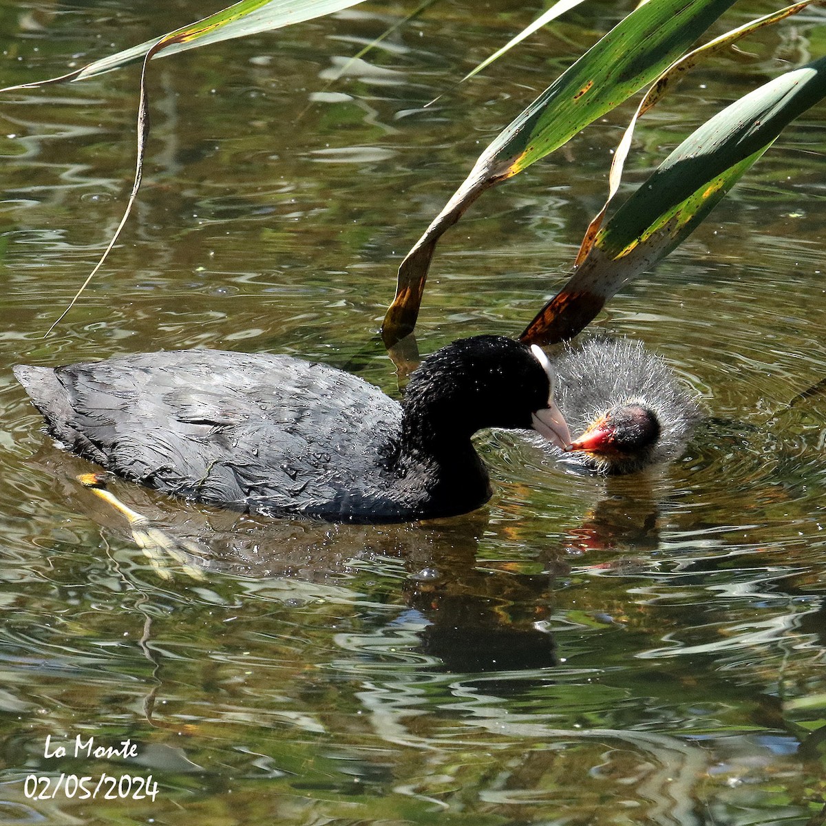 Eurasian Coot - ML619347378