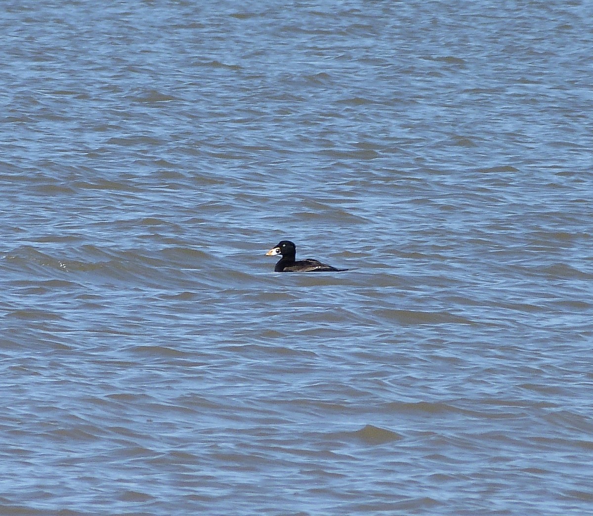 Surf Scoter - ML619347392