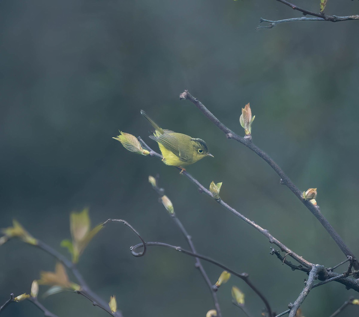 Whistler's Warbler - ML619347397