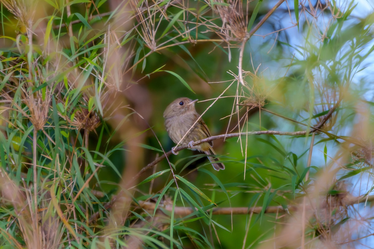 Brown-breasted Pygmy-Tyrant - ML619347410