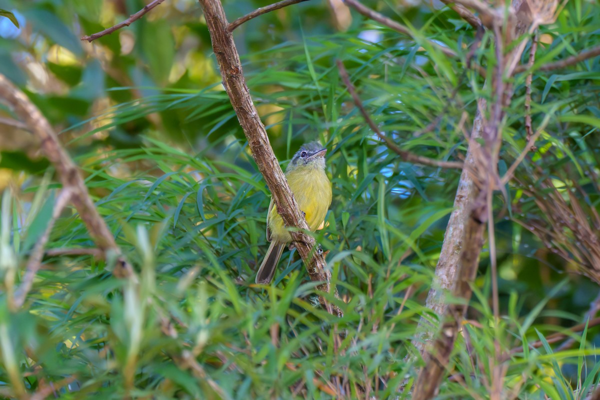 Yellow-olive Flatbill - Aldrey Cruz