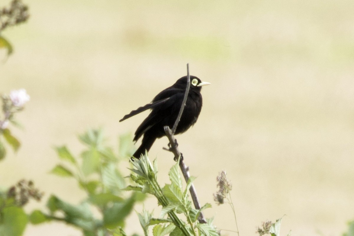 Spectacled Tyrant - Lee Burke