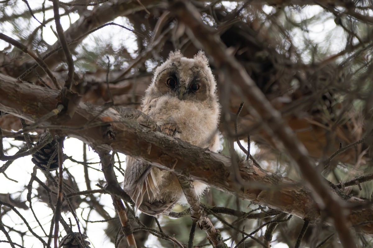 Long-eared Owl - ML619347428