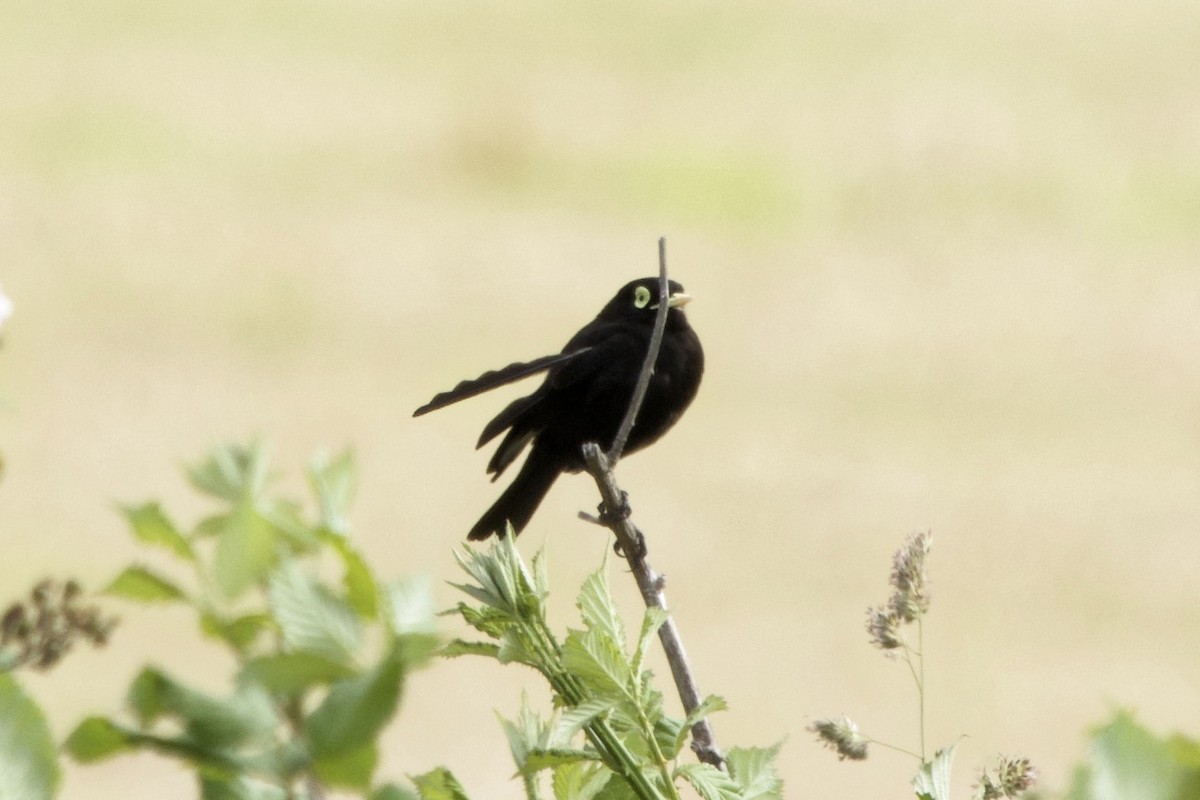 Spectacled Tyrant - ML619347434