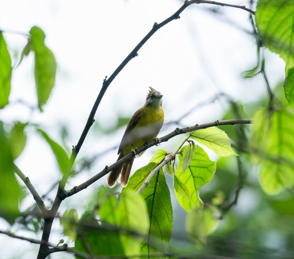 White-throated Bulbul - ML619347438