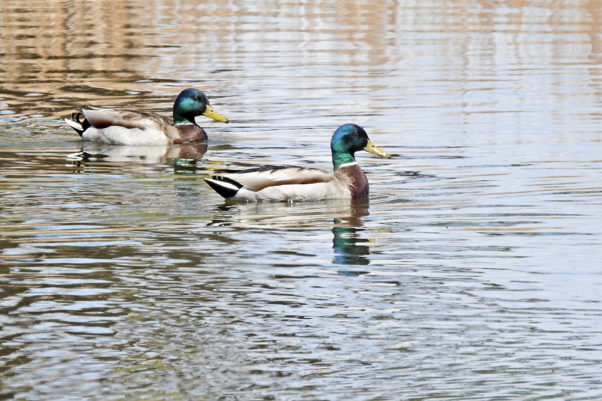 Mallard - Teresa Gehring