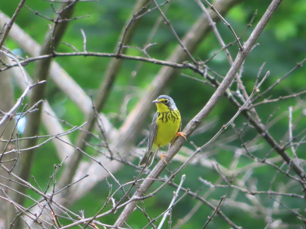 Canada Warbler - Jennifer Segrest