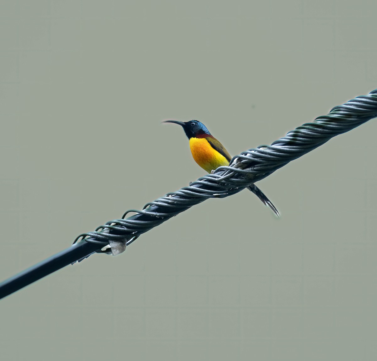 Green-tailed Sunbird - VIJAY S