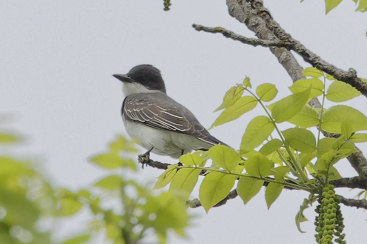 Eastern Kingbird - Jim Figlar