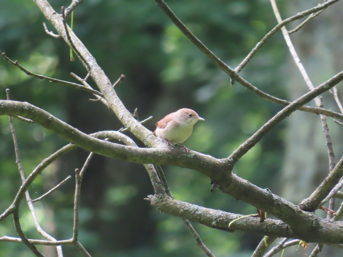 Northern House Wren - ML619347455