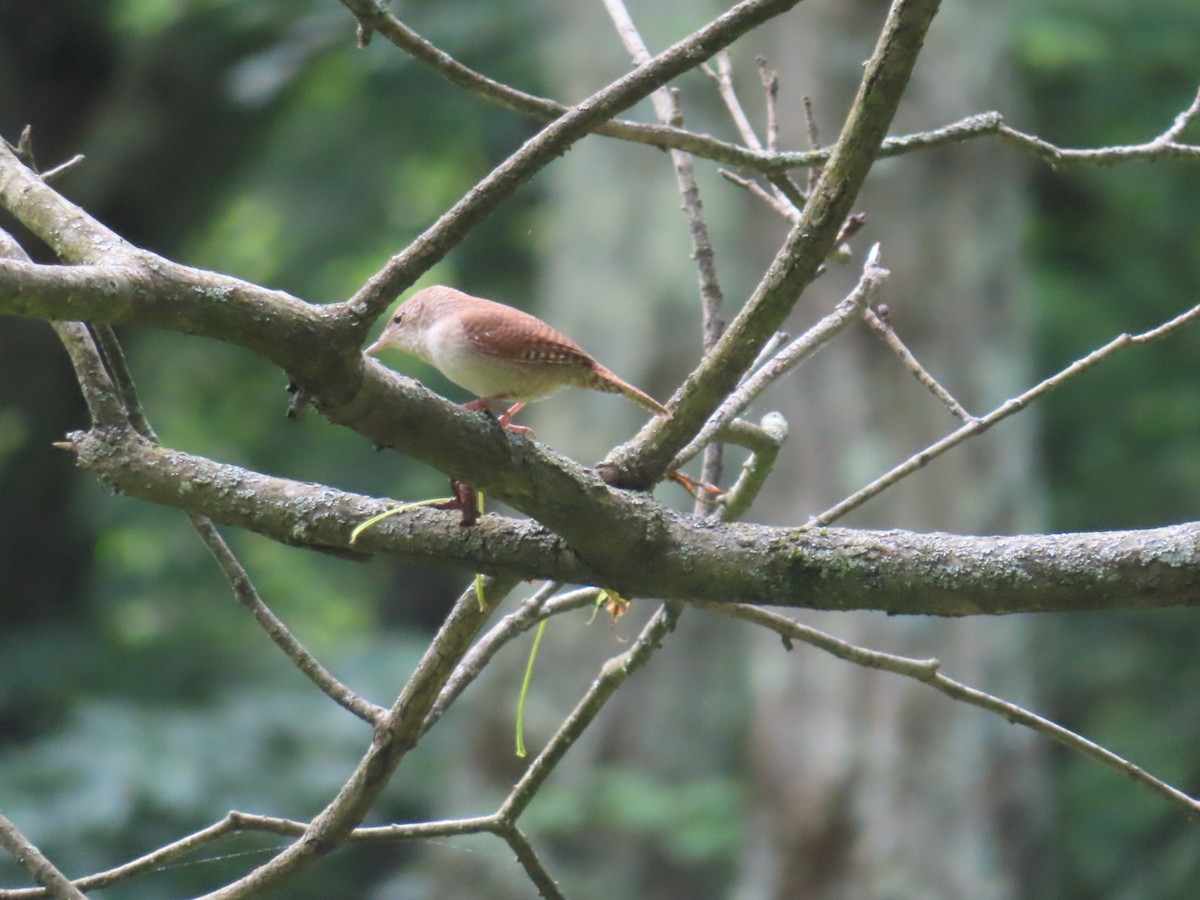 Northern House Wren - ML619347456