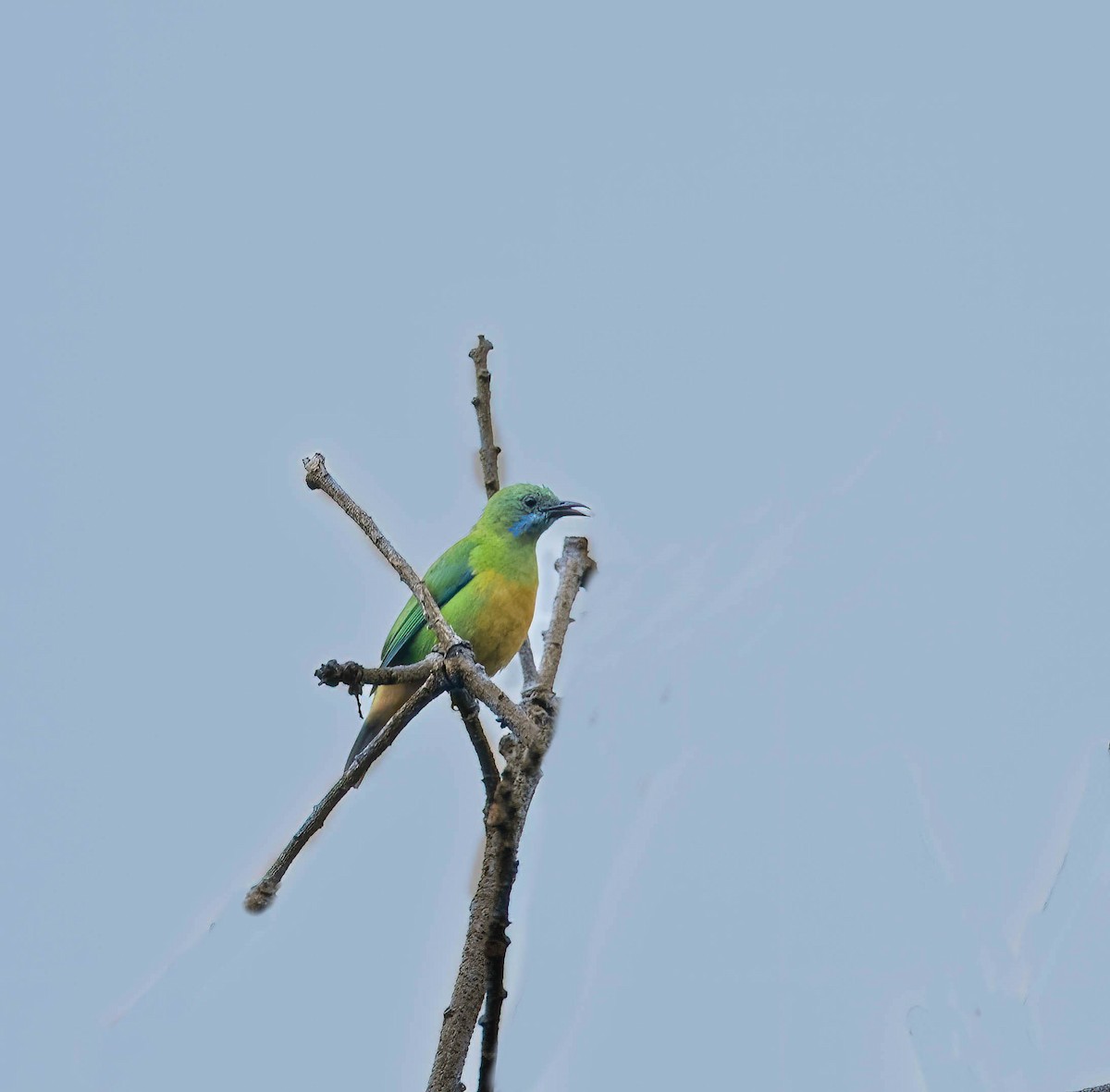 Orange-bellied Leafbird - ML619347457