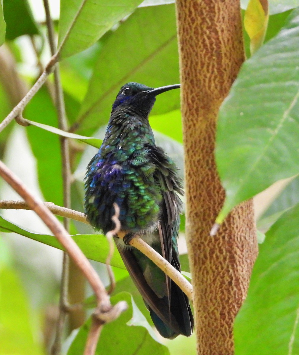 Sparkling Violetear - Manuel Pérez R.