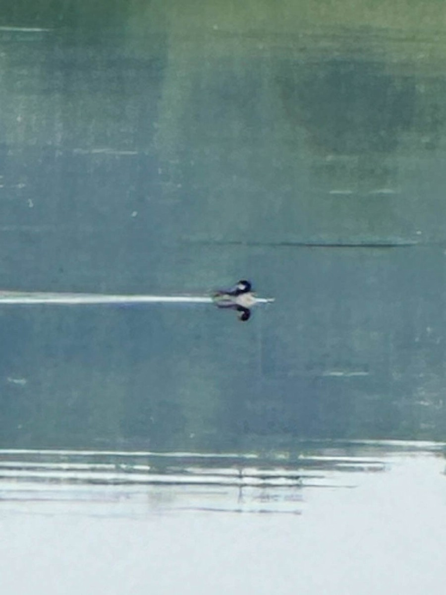 Bufflehead - Ed Vigezzi