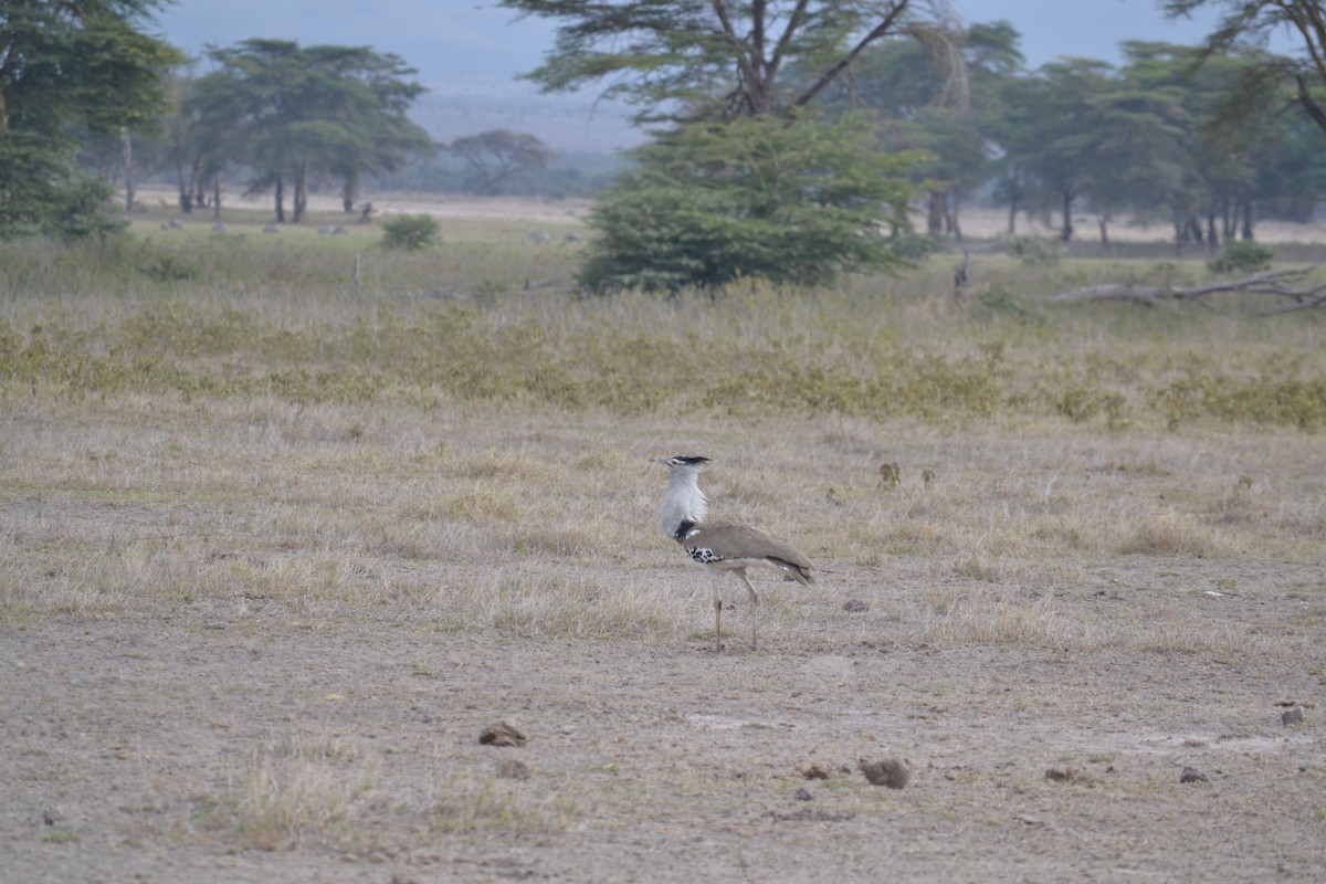 Kori Bustard - Chris Kieu