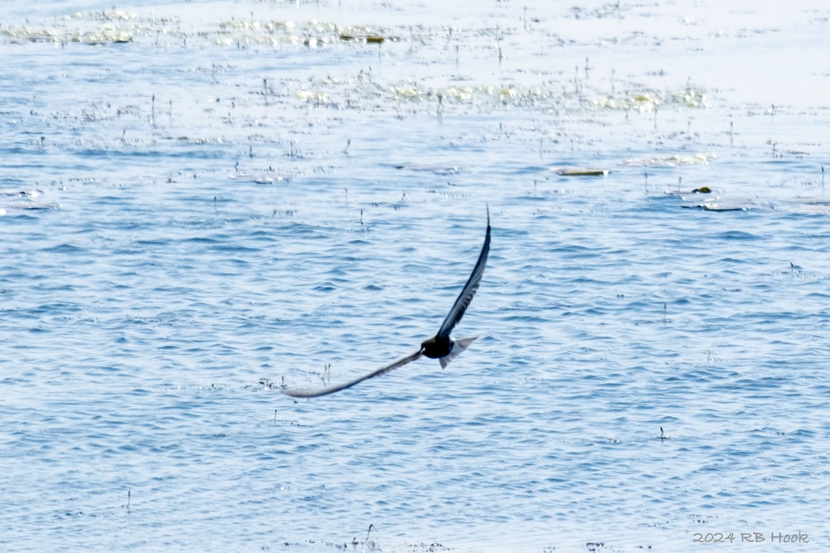 Black Tern - Richard Hook