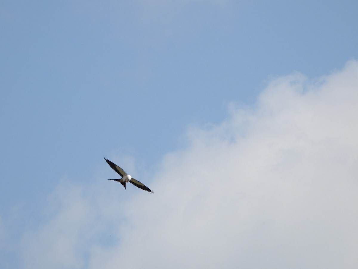 Swallow-tailed Kite - ML619347486