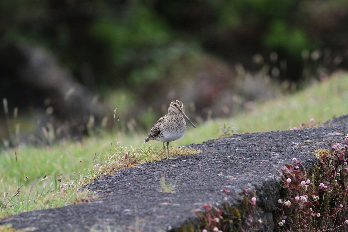 Common Snipe - Carlos Pereira