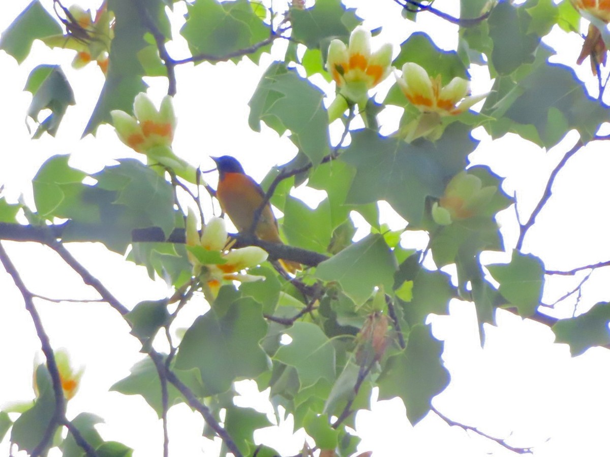 Baltimore Oriole - Jennifer Segrest