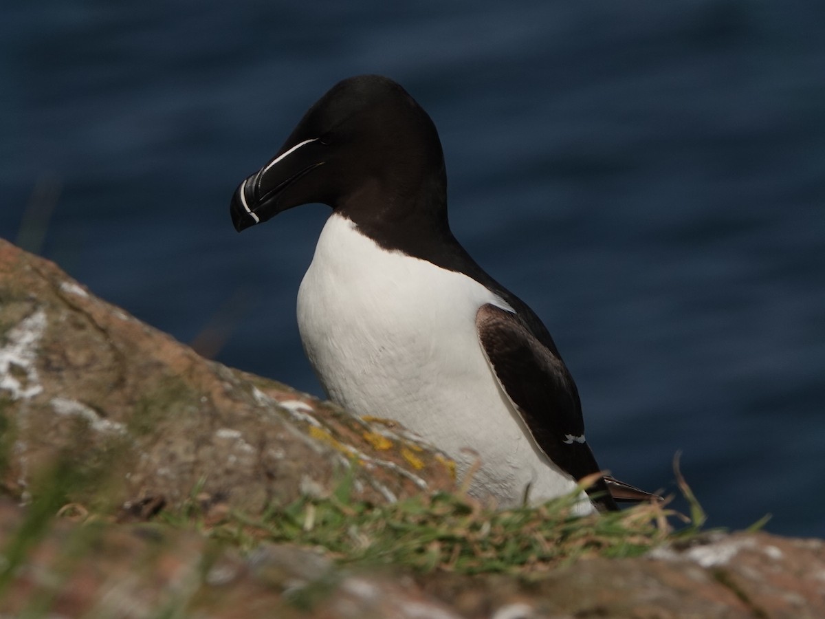 Razorbill - David Astins