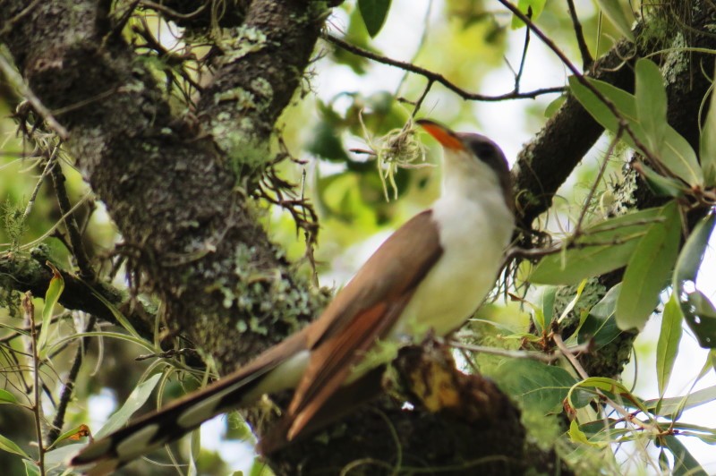 Yellow-billed Cuckoo - ML61934751