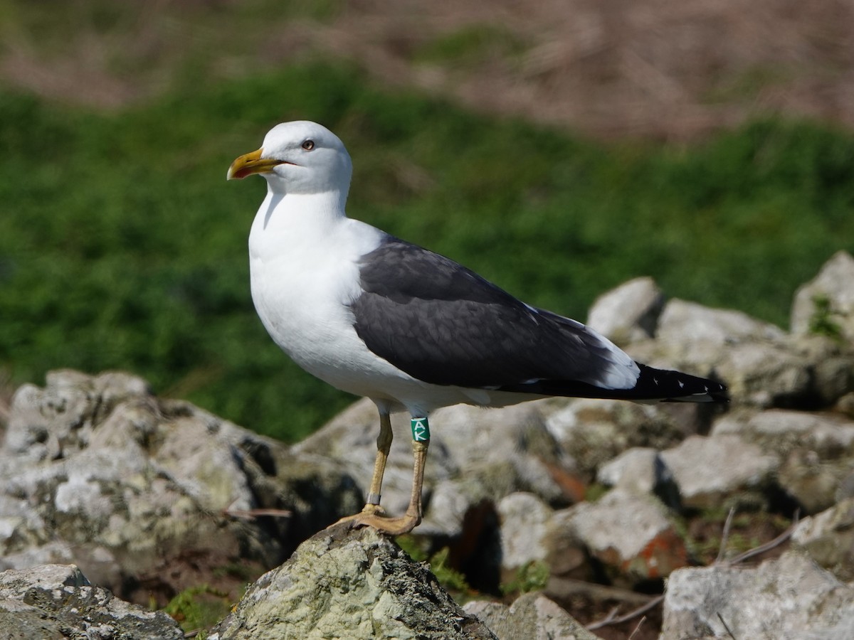 Lesser Black-backed Gull - David Astins