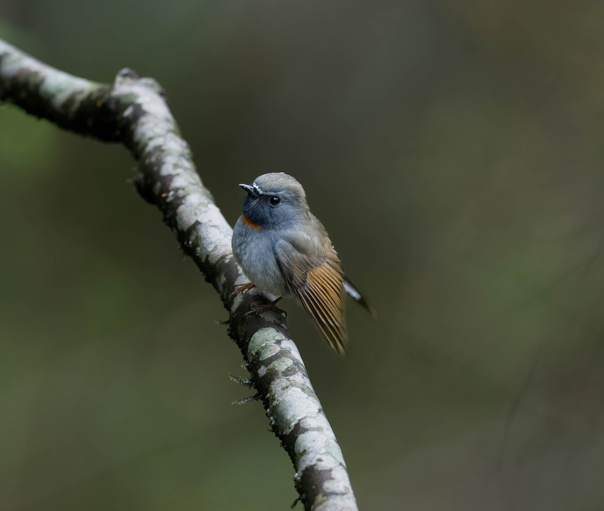 Rufous-gorgeted Flycatcher - ML619347527