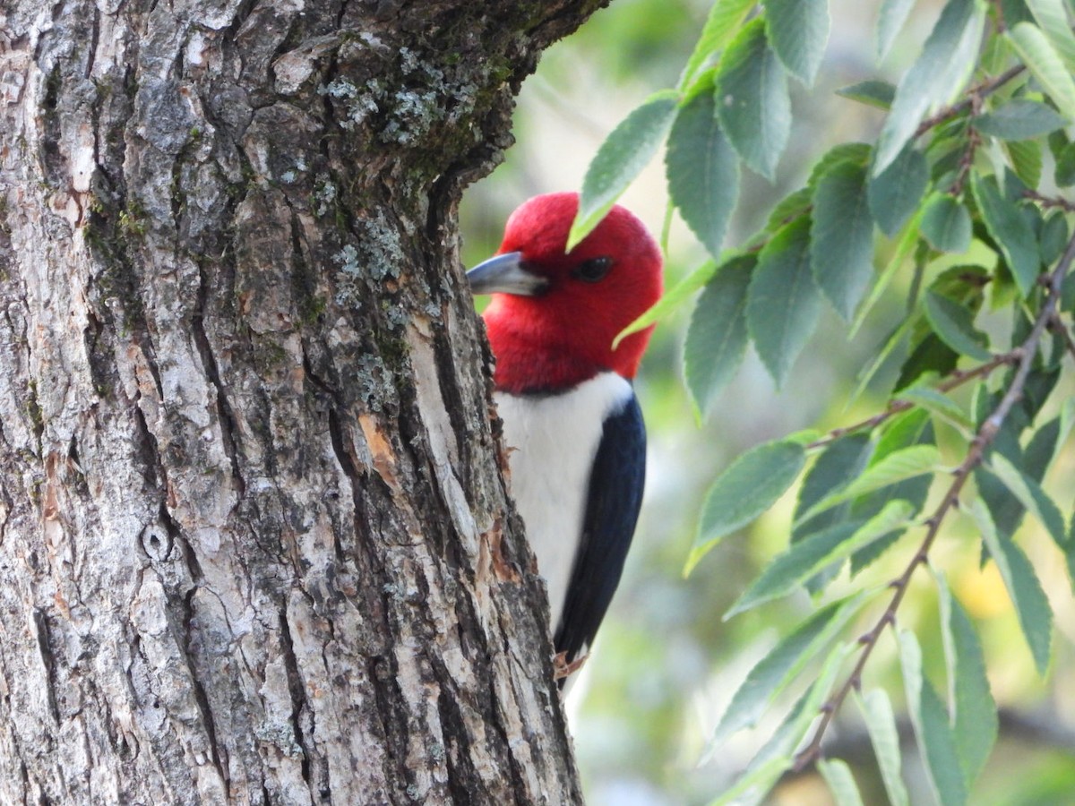 Red-headed Woodpecker - Lesha Roberts