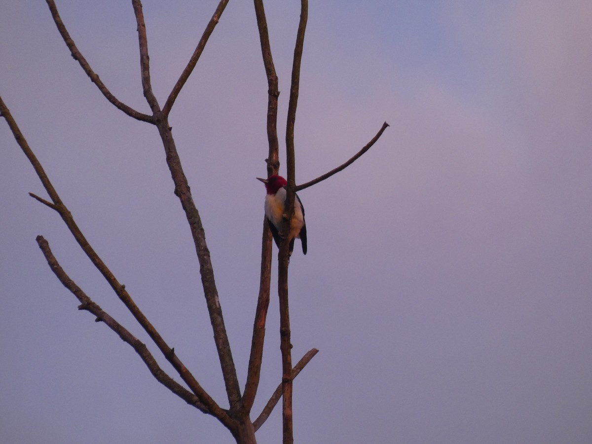 Red-headed Woodpecker - Wesley McGee