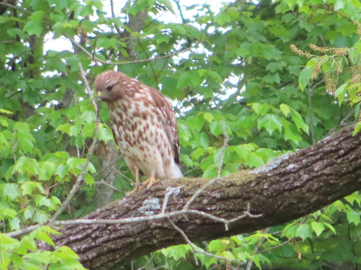 Red-shouldered Hawk - Jennifer Segrest