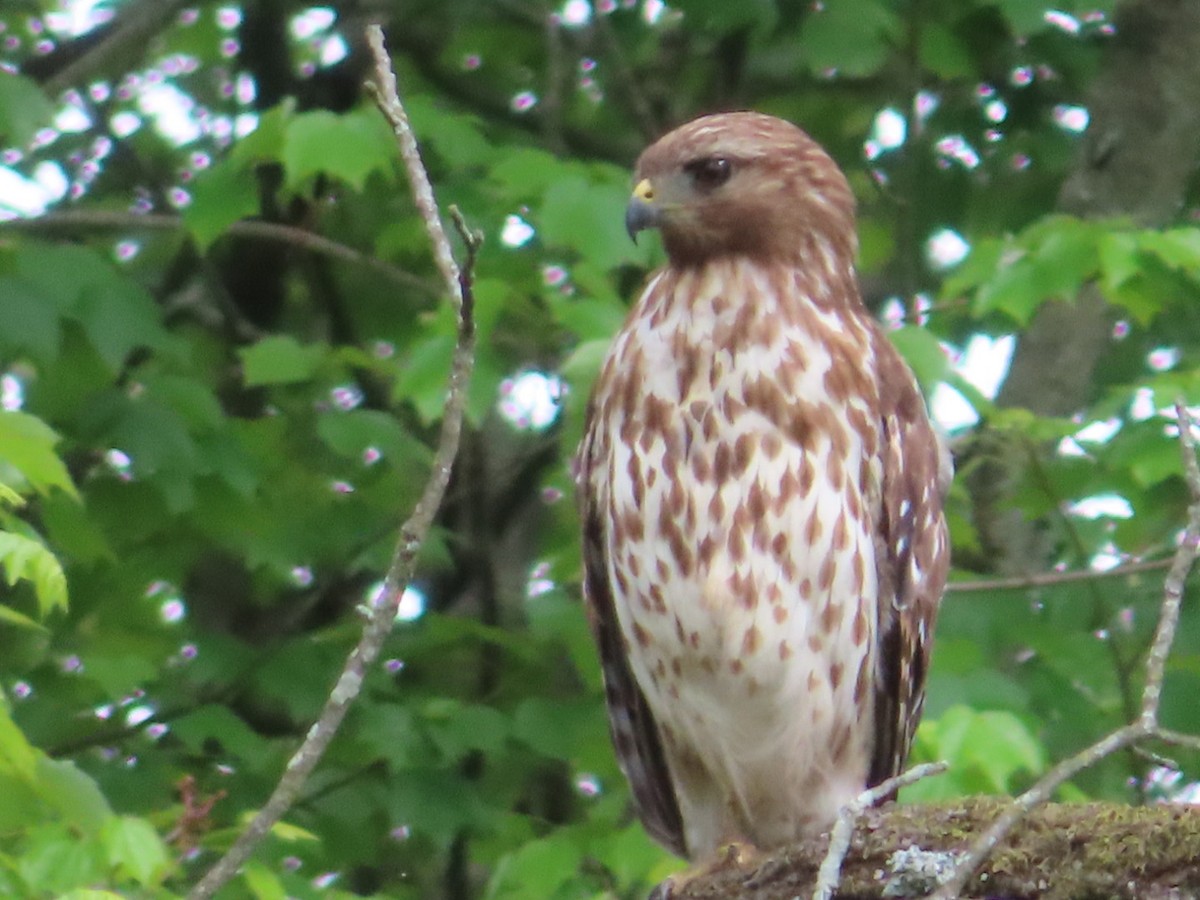 Red-shouldered Hawk - Jennifer Segrest