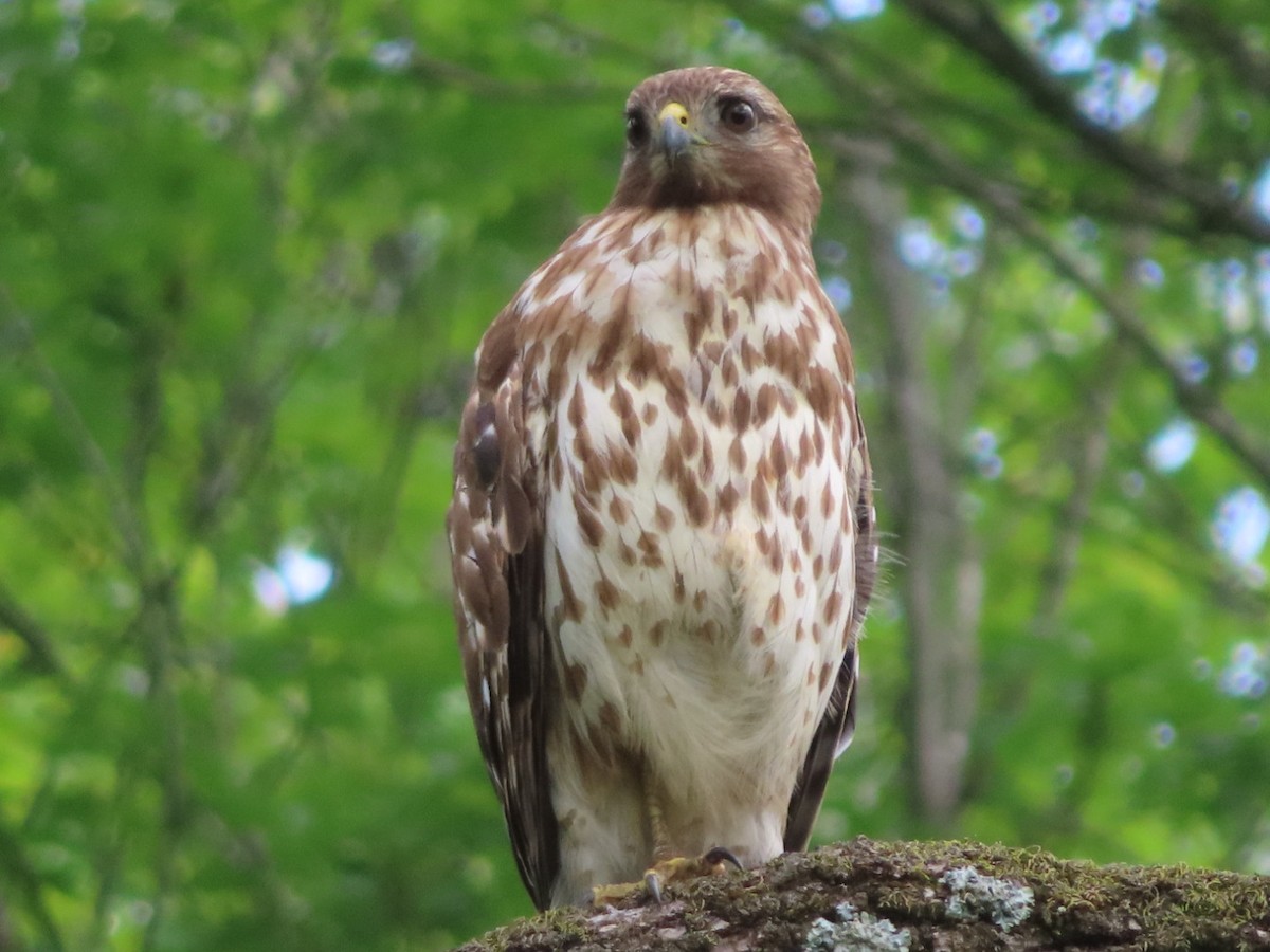 Red-shouldered Hawk - Jennifer Segrest