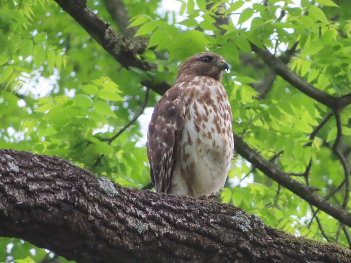 Red-shouldered Hawk - Jennifer Segrest