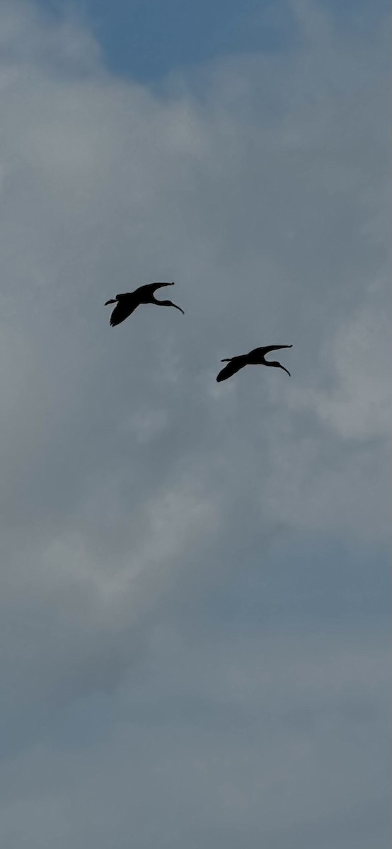 ibis hnědý - ML619347578