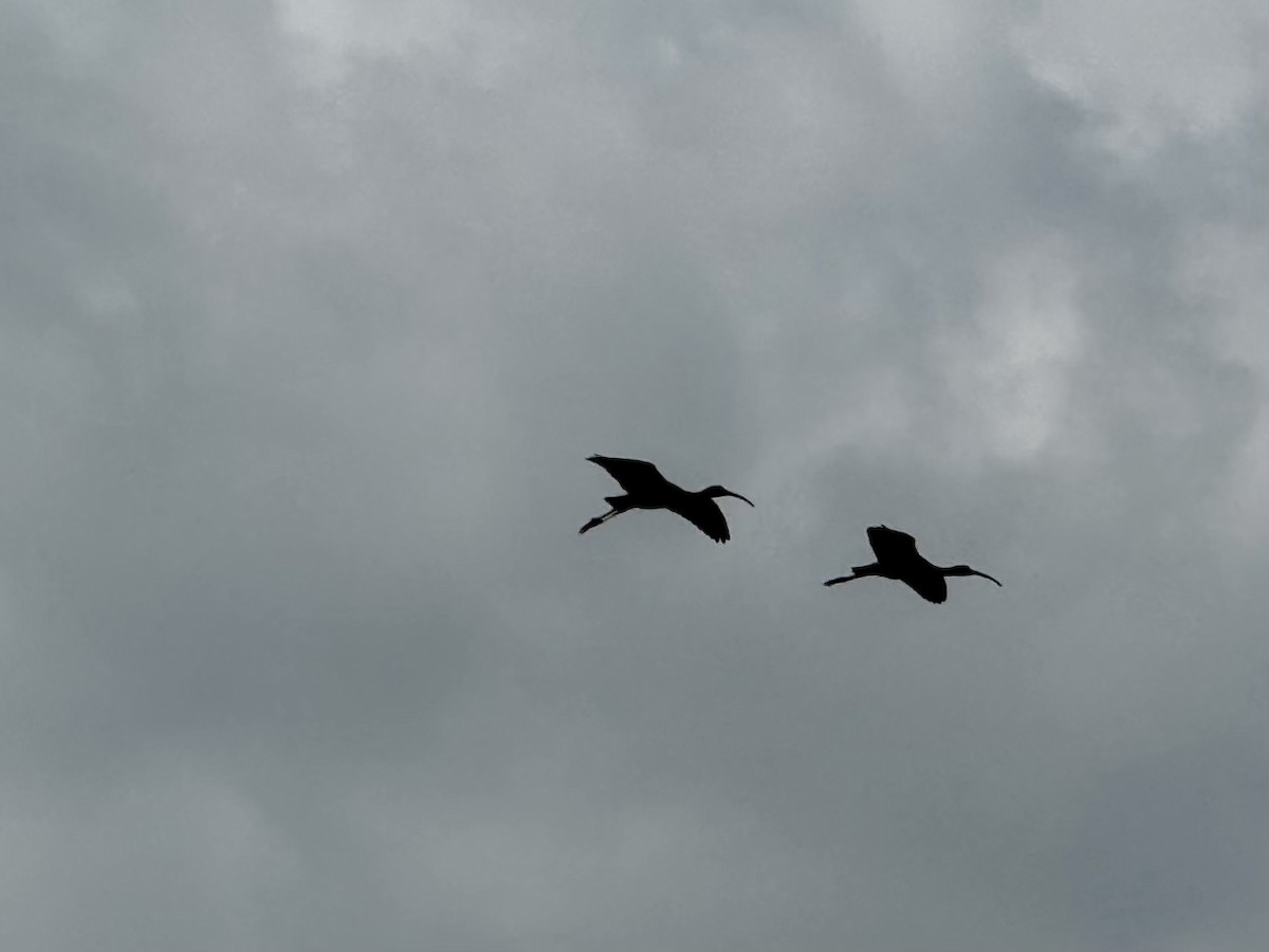 ibis hnědý - ML619347579