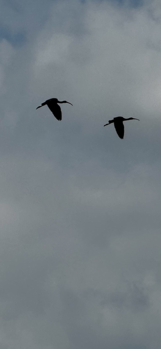ibis hnědý - ML619347580