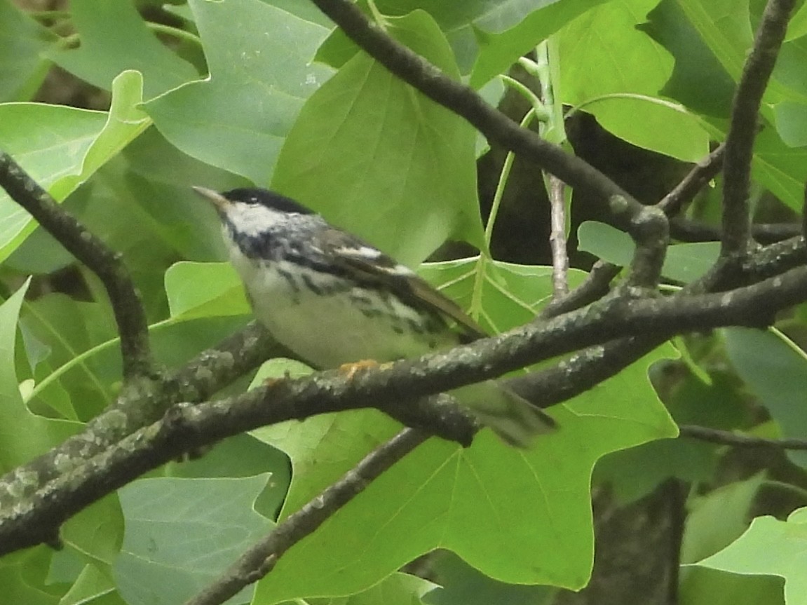 Blackpoll Warbler - Michael Kerwin