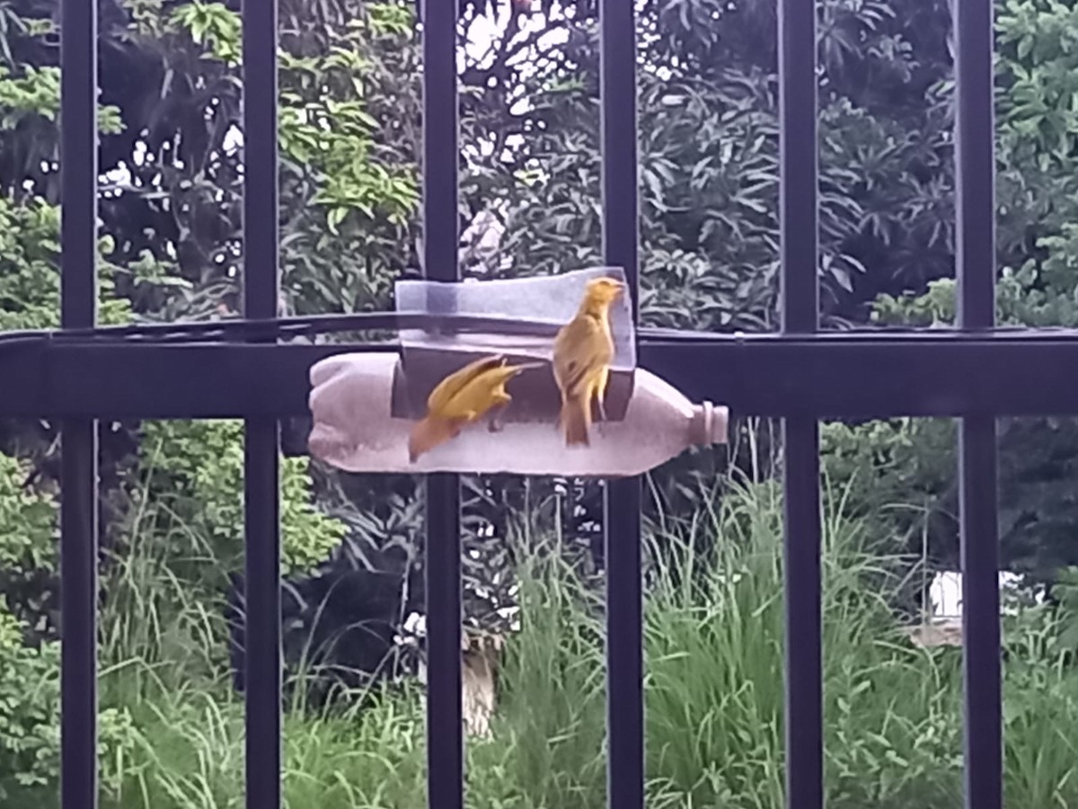 Saffron Finch - Mauricio Chacón Pachón