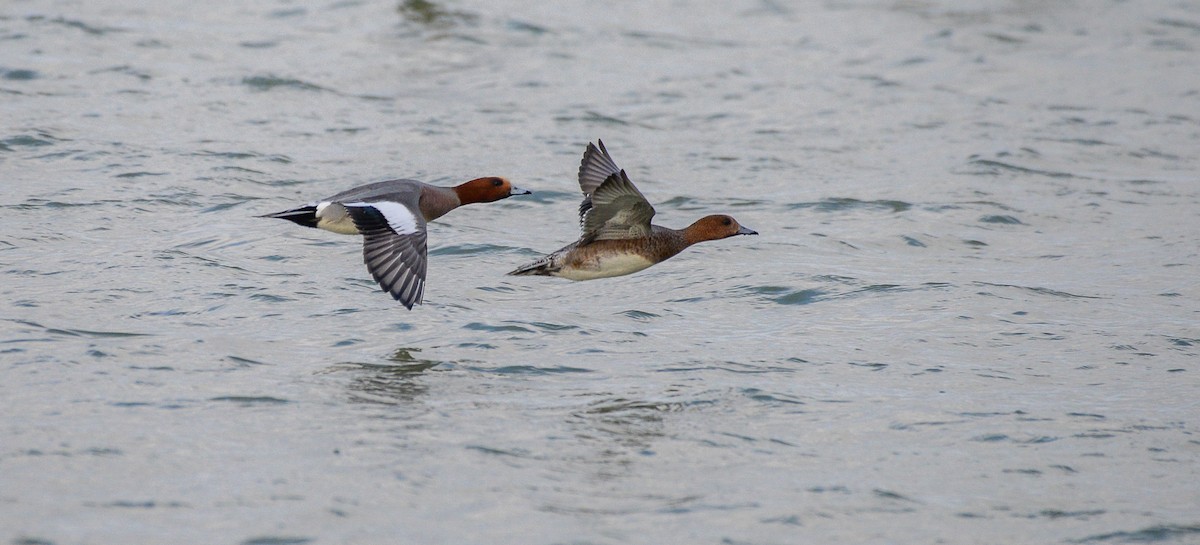 Eurasian Wigeon - Theo de Clermont