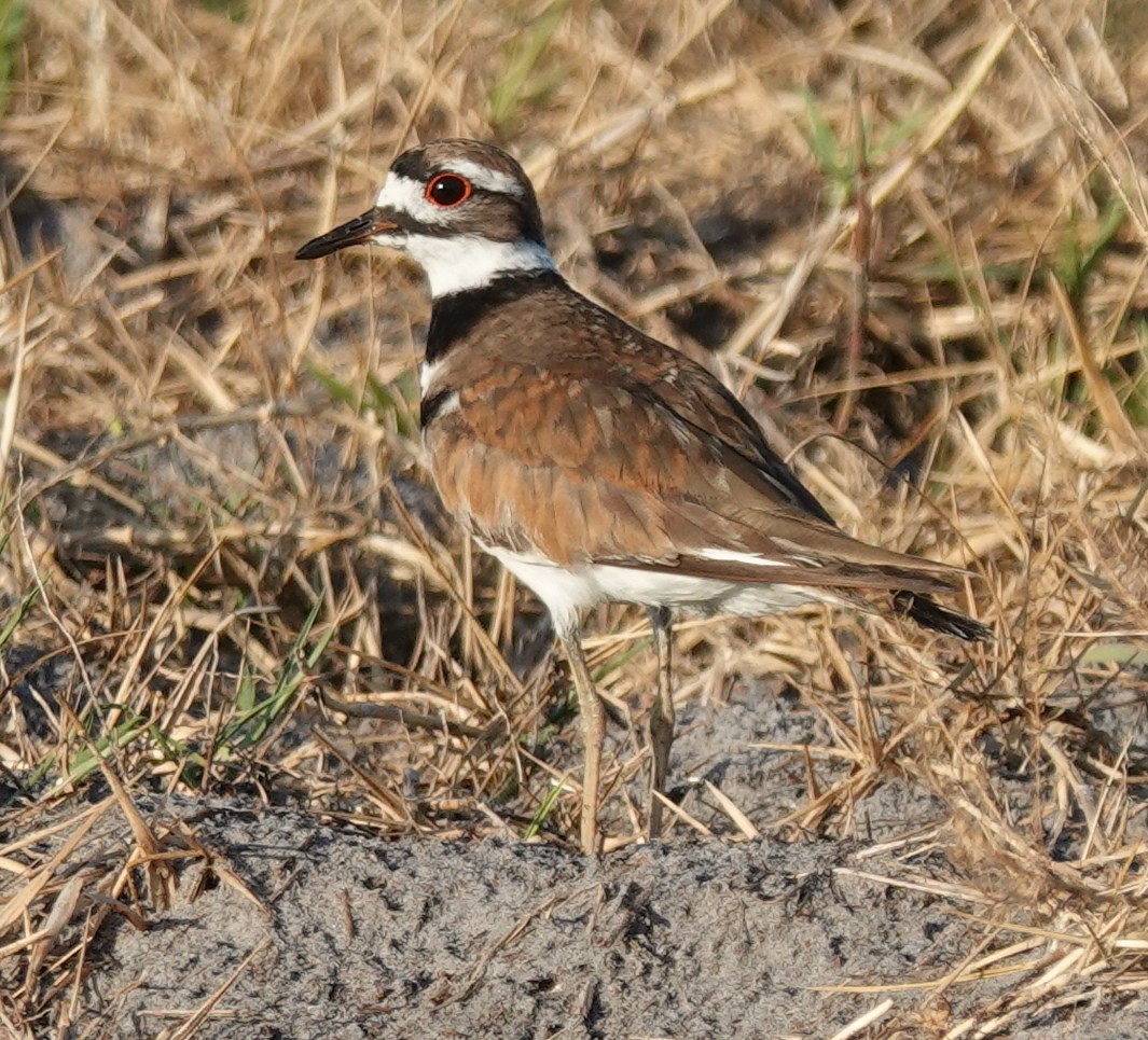 Killdeer - Lilian Saul