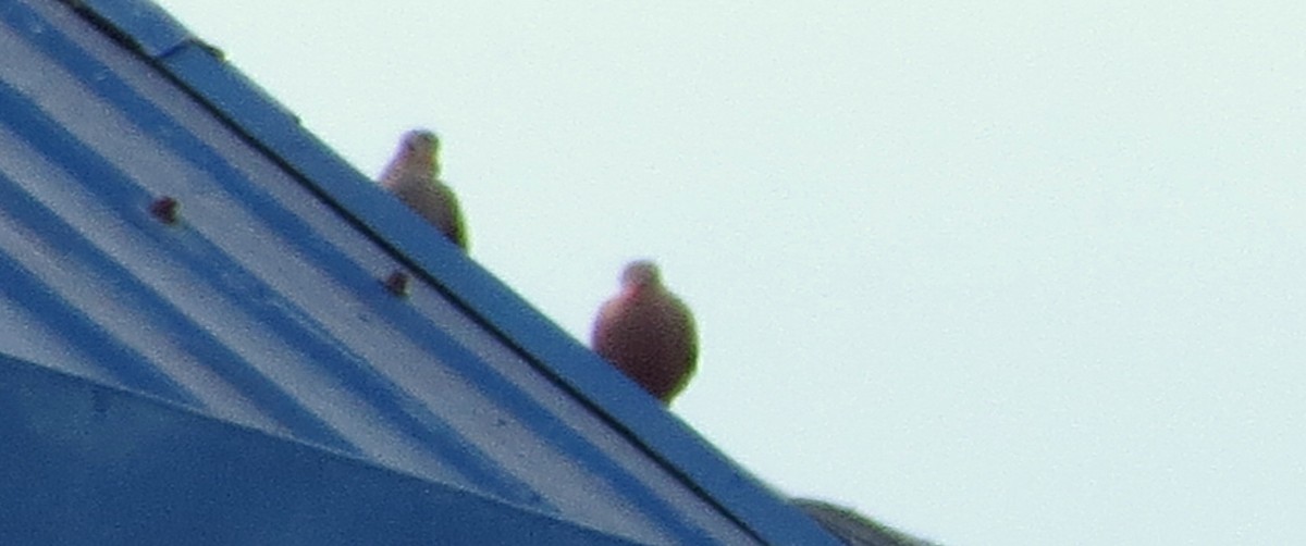 Common Ground Dove - Tammy Hester