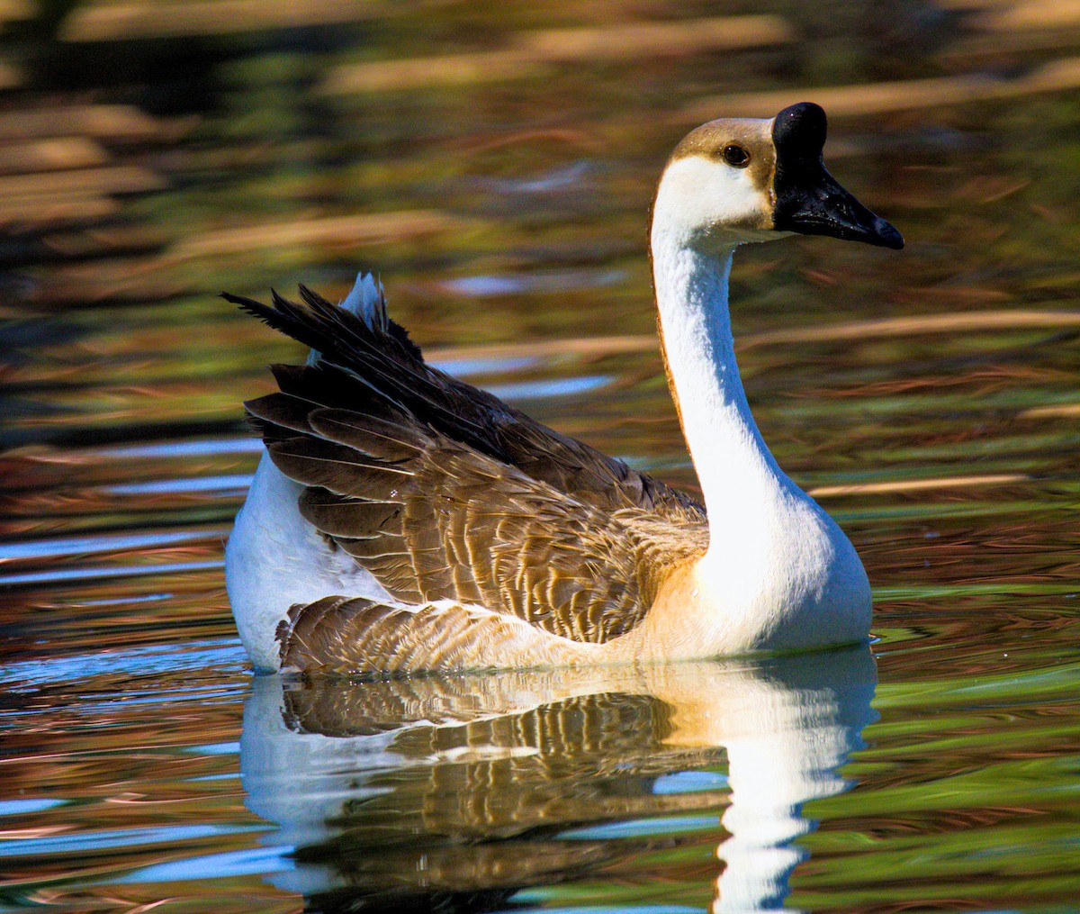 Domestic goose sp. (Domestic type) - Don Carney